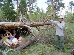 Lean-To Shelter