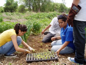Organic Gardening
