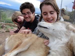 Meet A Wolf