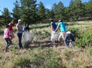 cheatgrass