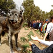 STRIVE Prep-Sunnyside goes howling with wolves