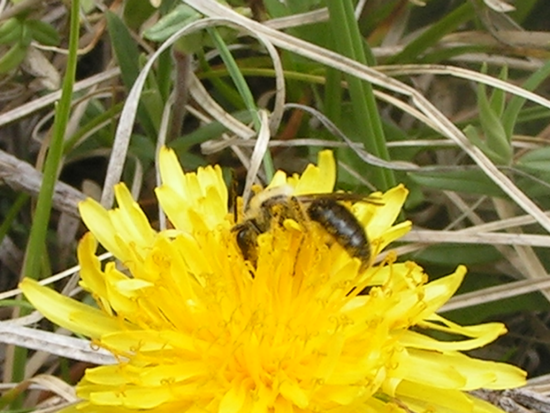 STRIVE Prep - Westwood Students Learn the Importance of Pollinators 