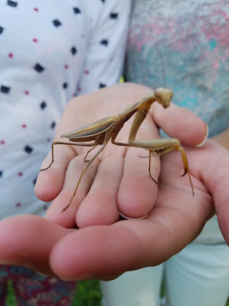 Praying Mantis Angevine Middle School