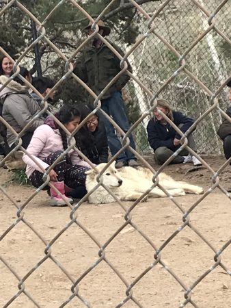 Sunnyside Students brave weather and wolves!