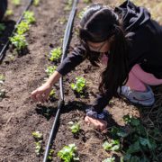 Revision Urban Farming