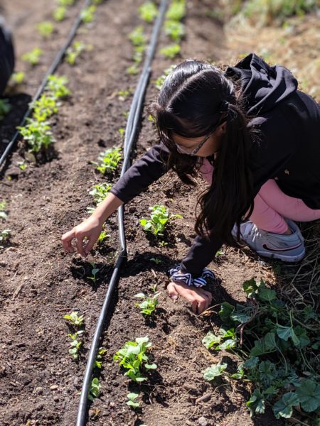 Revision Urban Farming