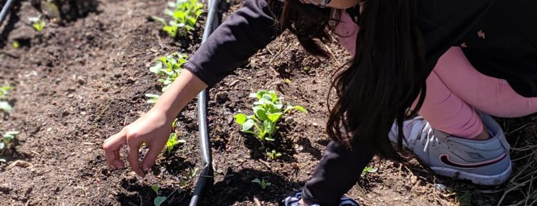 Revision Urban Farming