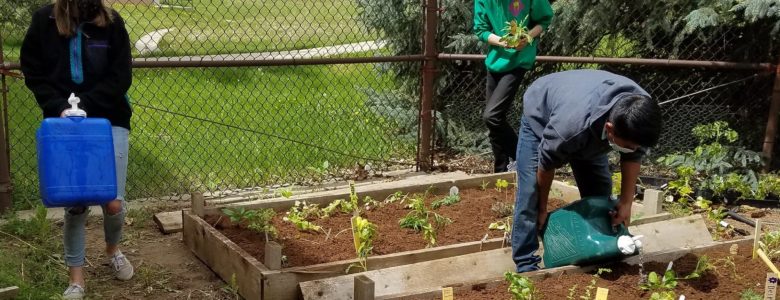 Centaurus CAP Class Garden Action Project