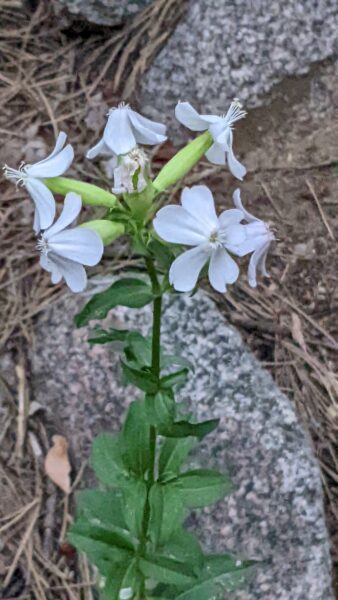 A flower on the Anne U White Trail