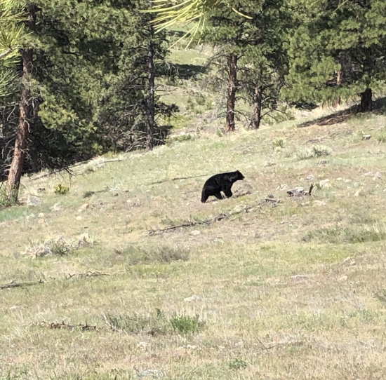 A black bear walking in a field at Betasso Preserve outside Boulder. 