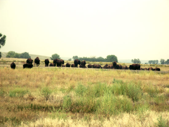 Bison at Rocky Mountain Arsenal National Wildlife Refuge