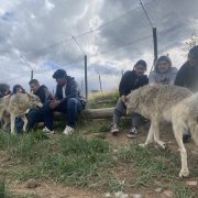 DMLK students meet two wolves!