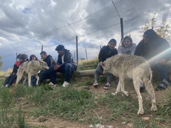 DMLK students meet two wolves!