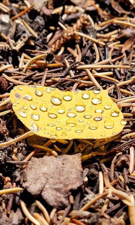 One idea for making change this fall is to leave your leaves on the ground rather than raking them up.