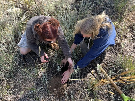 Two Cottonwood students plant saplings for forest restoration.