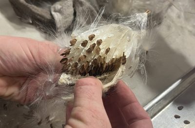 A Cottonwood community member displays the seeds in a showy milkweed pod before separating the seeds from the silk for a restoration project.