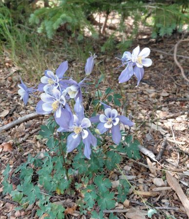 Longmont Youth Center students find plentiful wildflowers, like this columbine, on their trip.