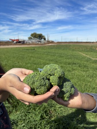 Student show off the broccoli they just harvested at Miller Farms.
