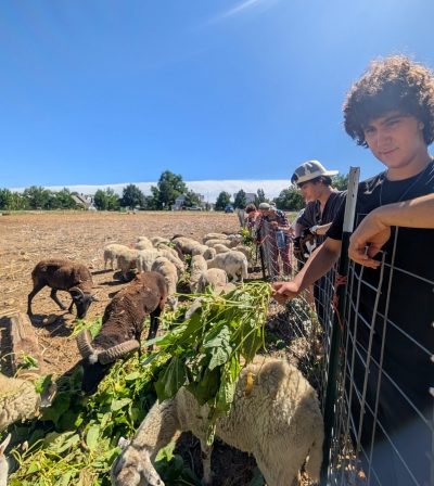 New Vista students feed plants to the sheep at Ollin Farms during their field day trip focused on regenerative farming.